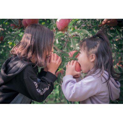 皮ごとバリッ!葉とらずサンふじ特A 約5kg(13~20個入り)