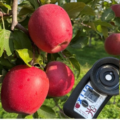 【駆け込み】サンふじ小玉　家庭用　約5kg　蜜入り保証ではないが「味」自身あり。【さとふる限定】