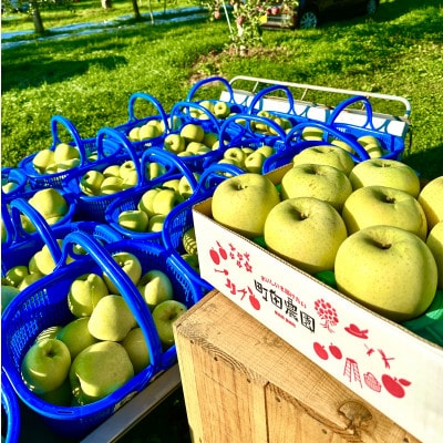 葉とらずサンふじ・シナノゴールド詰め合せ 青森県藤崎町産りんご 家庭用 計約5kg