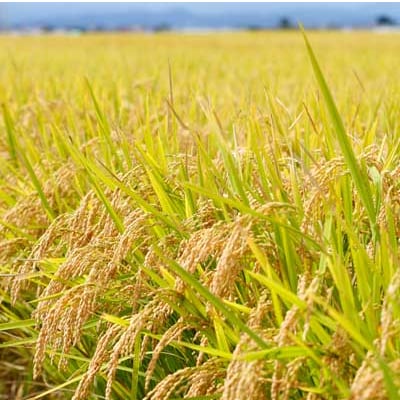 青森県産　つがるロマン(一等米)白米10kg