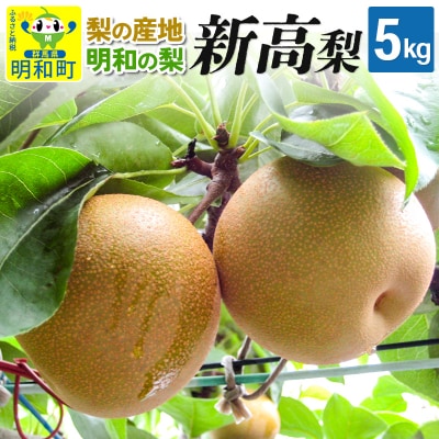 梨 新高 5.0kg