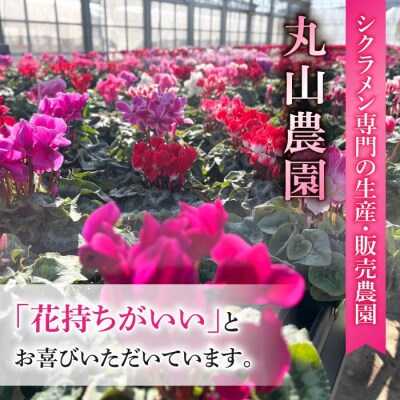 冬を彩るガーデンシクラメン3.5号鉢(プラ化粧鉢つき)15鉢【丸山農園】※2026年11月下旬以降発