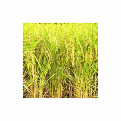 【ふるさと納税】お米　令和8年産　出雲コシヒカリ5k×3袋