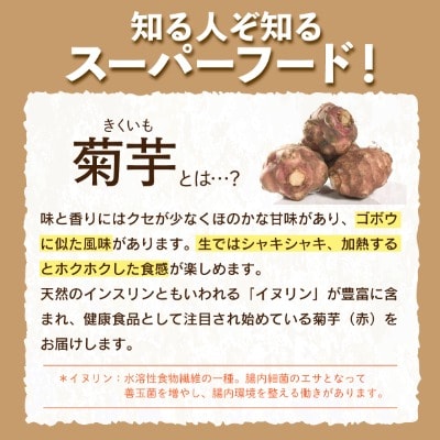【北海道　遠別町産】土付き菊芋(赤) 約2kg　イヌリンが豊富!生食可能なスーパーフード