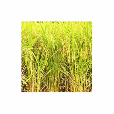 【ふるさと納税】お米　令和8年産　出雲きぬむすめ5kg×3袋