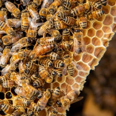 【国産】巣鴨養蜂園　純生はちみつ「あかしあ巣蜜」(コムハニー)