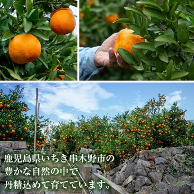 【数量限定 先行予約】鹿児島県産加温大将季(だいまさき)約3kg