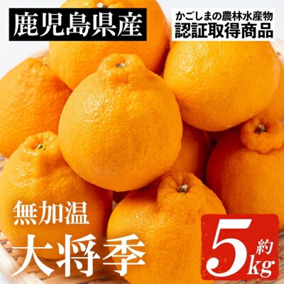 【先行受付・1月中旬頃～発送】JAさつま日置いちき串木野産無加温大将季 約5kg