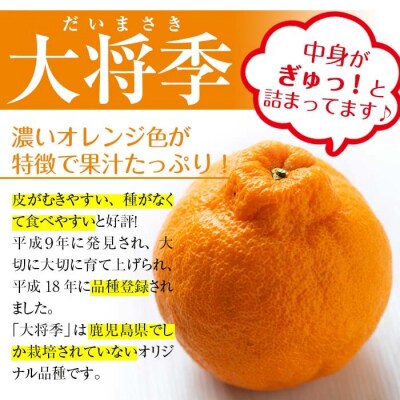 【先行受付・1月中旬頃～発送】JAさつま日置いちき串木野産無加温大将季 約5kg