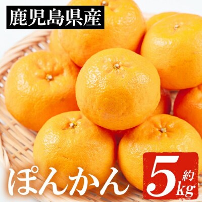 JAさつま日置 鹿児島県 いちき串木野産 ポンカン 約5kg (2L・L) 化粧箱入り