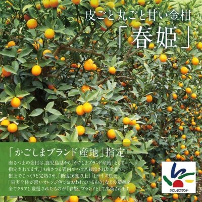 【2027年2月発送開始】鹿児島県産ブランドきんかん「春姫」 約2kg