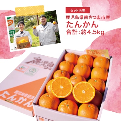 【2027年2月中旬発送開始】鹿児島県産 たんかん 約4.5kg フルーツ 柑橘 果物