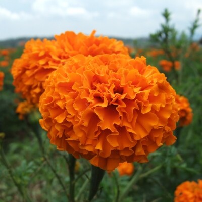 えがおくっきりアイとえがおめ まもーるセット6袋 お礼品詳細 ふるさと納税なら さとふる