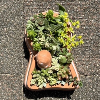 前方後円墳の多肉植物寄せ植え