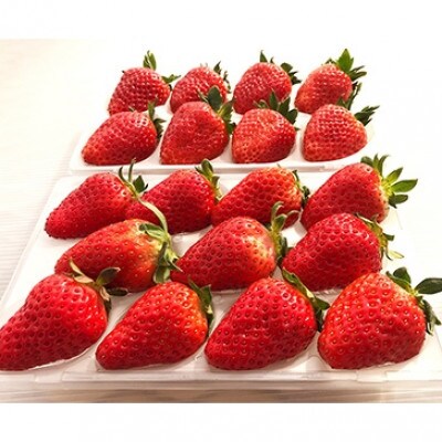 【2025年3月発送】奈良県ブランドいちご古都華(ことか)　約270g×2パック　奈良のいちごやさん