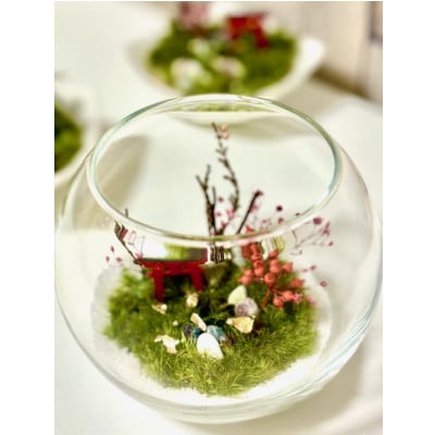 和苔テラリウム