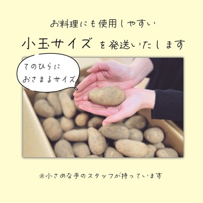 【10月下旬頃発送予定】<乙部町産メークイン　小玉10kg>北海道　道産　乙部町産