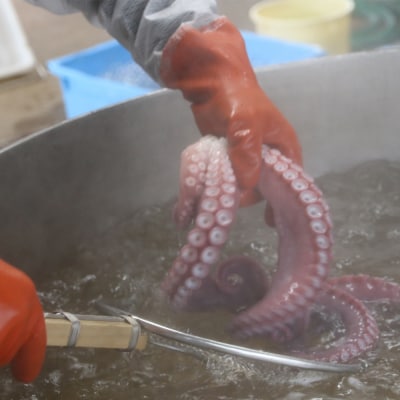 採れたてのタコを漁師が浜ゆで!食感絶妙 お刺身で【漁師の浜ゆでたこ:約1kg】