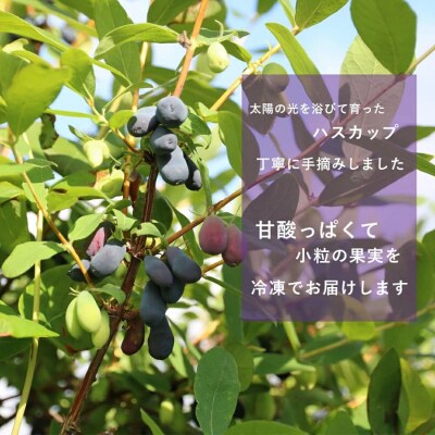 <山科農園 冷凍ハスカップ(400g×2)>