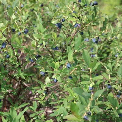 <山科農園 冷凍ハスカップ(400g×2)>