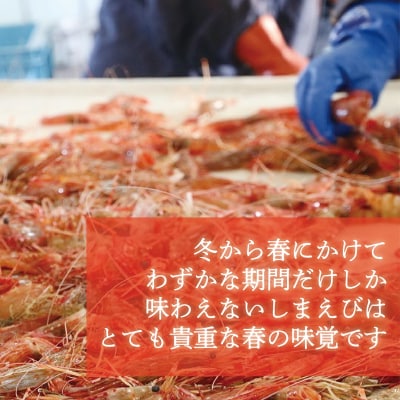 <シマエビ(冷蔵)　1kg>甘く濃厚な味わい! 北海道 道産 国産 乙部町産 しまえび 海老 日本海