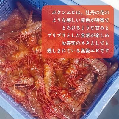 <ボタンエビ(冷蔵)　1kg>甘く豊かな風味! 北海道 道産 国産 乙部町産 牡丹海老 海老 日本海
