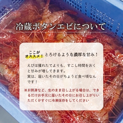 <ボタンエビ(冷蔵)　1kg>甘く豊かな風味! 北海道 道産 国産 乙部町産 牡丹海老 海老 日本海
