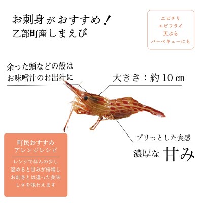 <シマエビ(冷凍)　1kg>甘く濃厚な味わい! 北海道 道産 国産 乙部町産 しまえび 海老 日本海