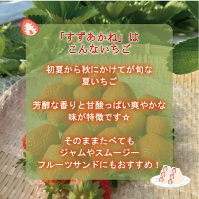 <すずあかね 2パックセット>
