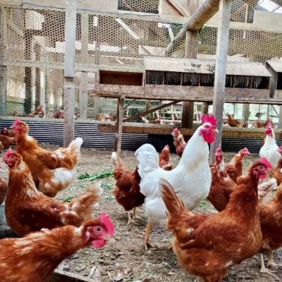 モリガキ農園の平飼い自然有精卵 40個入(割れ保証10個含む)