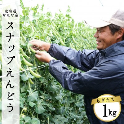 【2025年5月中旬から順次発送】【北海道せたな町産】スナップえんどう 1kg