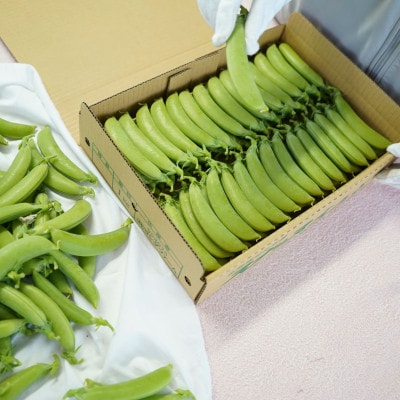 【2025年5月中旬から順次発送】【北海道せたな町産】スナップえんどう 1kg