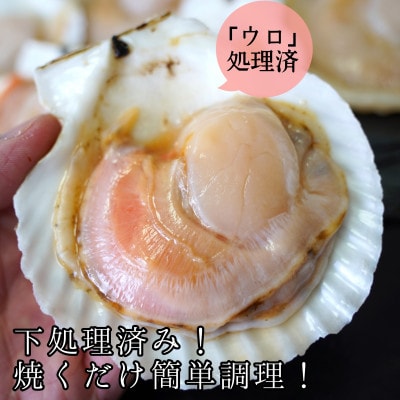 【北海道産】ほたて片貝 30枚入り ウロ処理・洗浄済み殻付きほたて