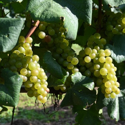 〔サントリー〕 高山村 シャルドネ 2023　750ml