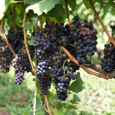 【ワイン農家のワイン】チャオ チャオ ロッソ 2023 メルロー1本