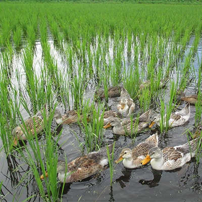 特別栽培米「ミルキークイーン」 白米 精米10kg(5kg×2袋)