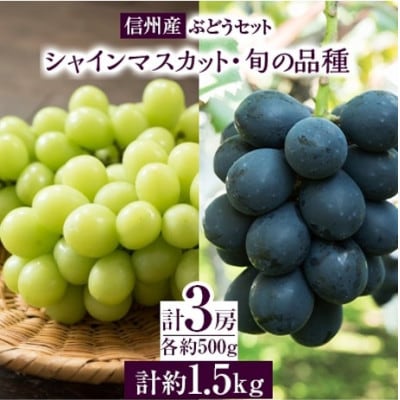 【信州産ぶどう3房セット】 シャインマスカット2房・旬の品種1房(約500g×3房)