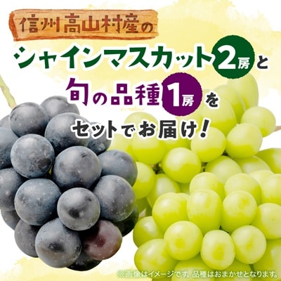 【信州産ぶどう3房セット】 シャインマスカット2房・旬の品種1房(約500g×3房)