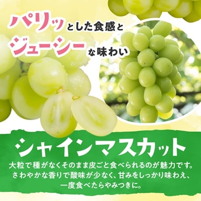 【信州産ぶどう3房セット】 シャインマスカット2房・旬の品種1房(約500g×3房)
