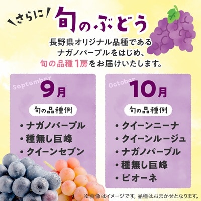 【信州産ぶどう3房セット】 シャインマスカット2房・旬の品種1房(約500g×3房)