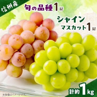【信州産ぶどう2房セット】 シャインマスカット1房・旬の品種1房(約500g×2房)