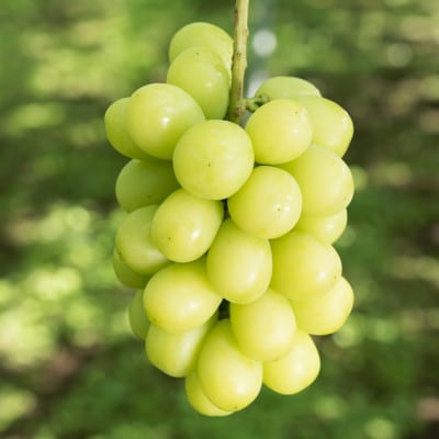 冬のシャインマスカット 2房 1kgセット クリスマス&お正月　12月下旬発送予定