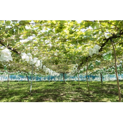 冬のシャインマスカット 2房 1kgセット クリスマス&お正月　12月下旬発送予定