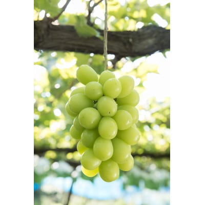 冬のシャインマスカット 2房 1kgセット クリスマス&お正月　12月下旬発送予定