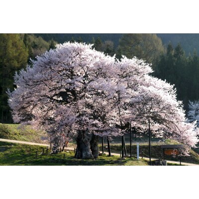 【長野県高山村】ふるさと納税旅行クーポン(3,000円分)