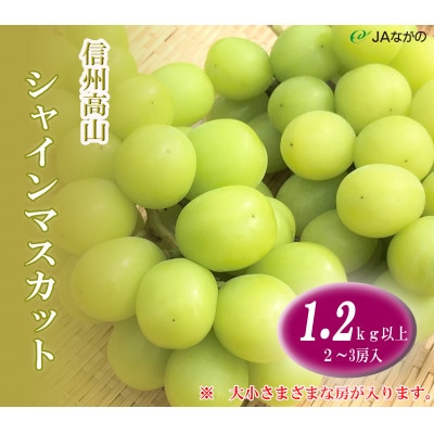 【2024年9月以降発送】信州高山　シャインマスカット1.2kg以上　2～3房入り