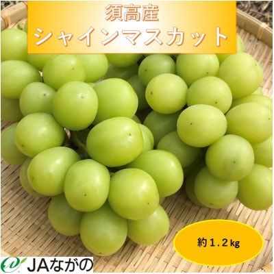 【2025年9～10月発送】JAながの　須高産　シャインマスカット　約1.2kg　2～3房入り