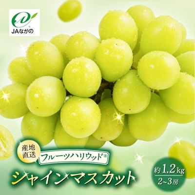 【2026年9～10月発送】JAながの　須高産　シャインマスカット　約1.2kg　2～3房入り