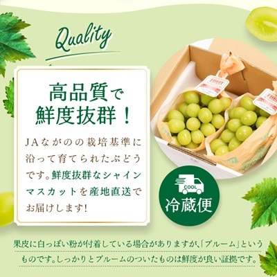 【2026年9～10月発送】JAながの　須高産　シャインマスカット　約1.2kg　2～3房入り