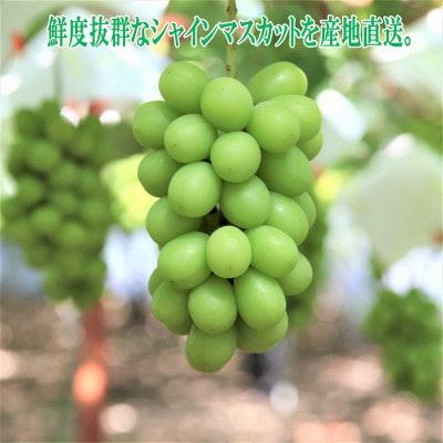 【2024年9月以降発送】信州高山　シャインマスカット1.2kg以上　2～3房入り
